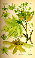 http://wildekraeuterey.de/images/146px-Illustration_Acer_platanoides0.jpg