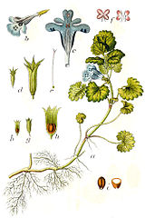 http://wildekraeuterey.de/images/160px-Glechoma_hederacea_Sturm27.jpg