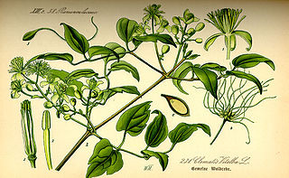 http://wildekraeuterey.de/images/320px-Illustration_Clematis_vitalba0.jpg