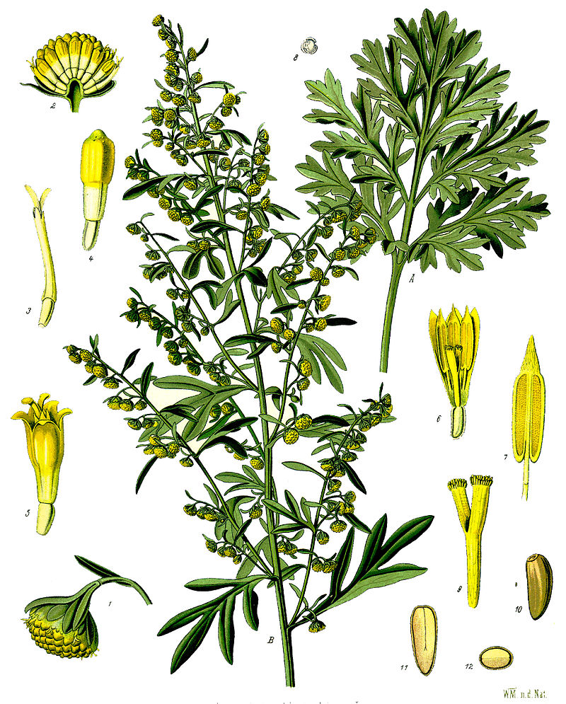http://wildekraeuterey.de/images/800px-Artemisia_absinthium_-_Khlers_Medizinal-Pflanzen-164.jpg