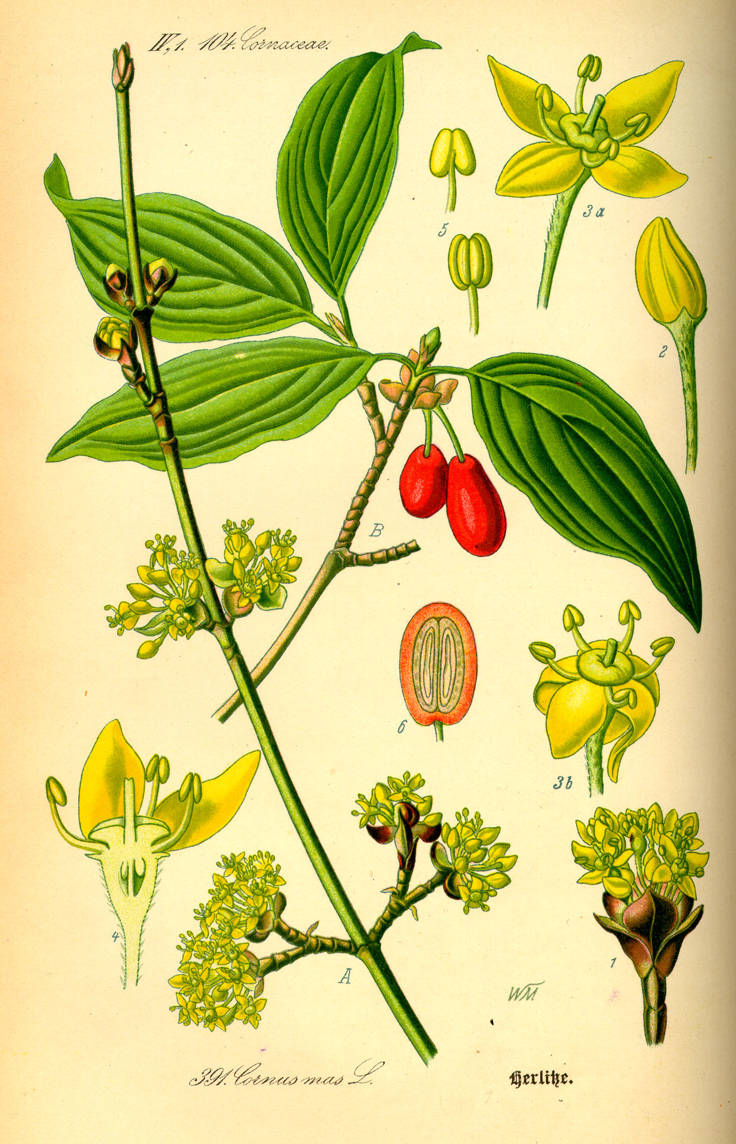 http://wildekraeuterey.de/images/Illustration_Cornus_mas0.jpg