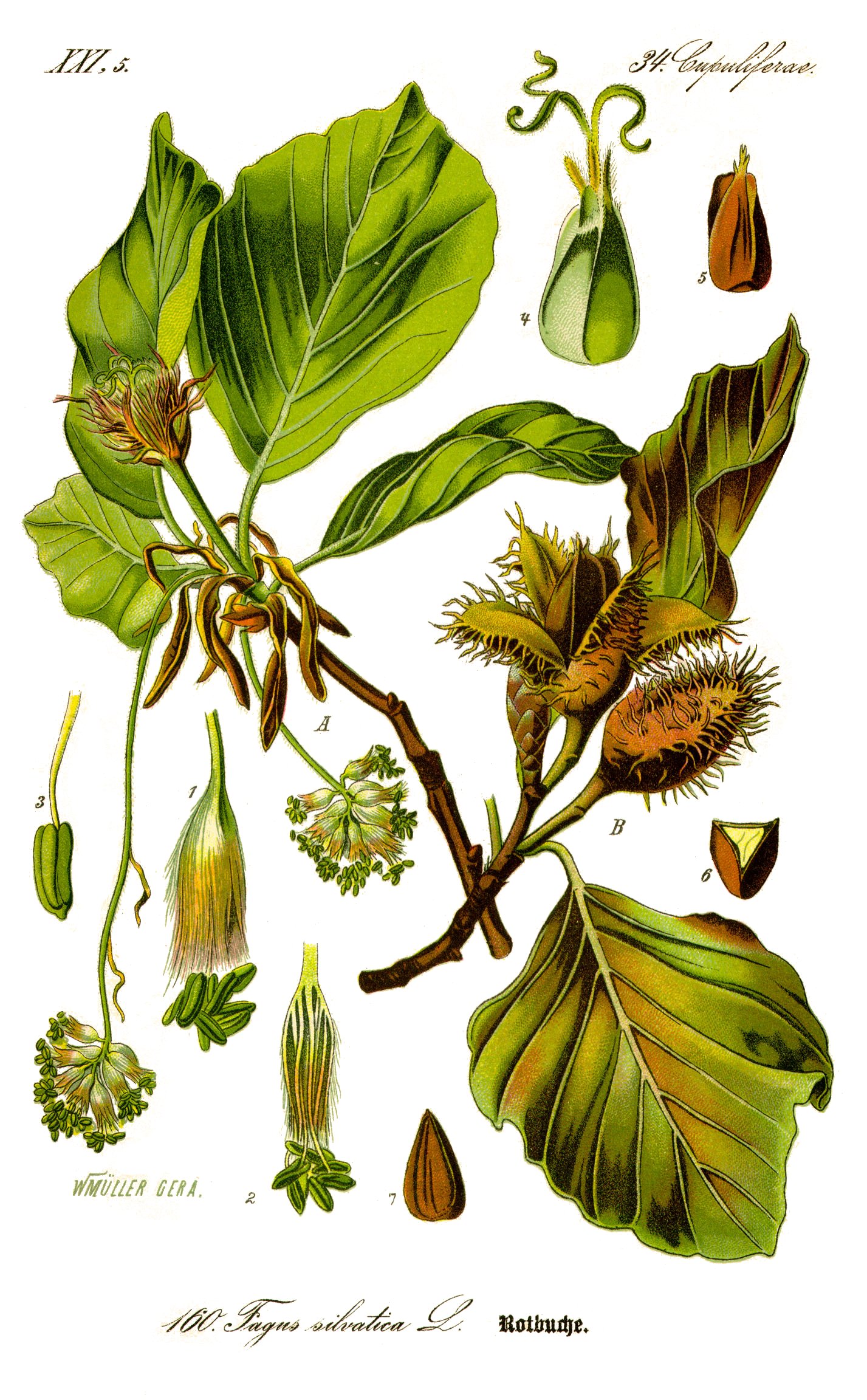 http://wildekraeuterey.de/images/Illustration_Fagus_sylvatica0_clean.jpg