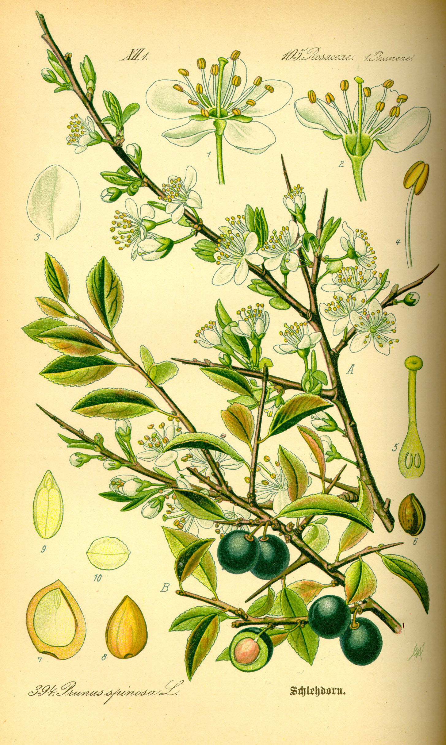 http://wildekraeuterey.de/images/Illustration_Prunus_spinosa0.jpg