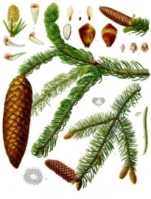 http://wildekraeuterey.de/images/Picea_abies_-_Khlers_Medizinal-Pflanzen-105.jpg