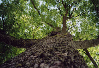 Heilkraft Baum