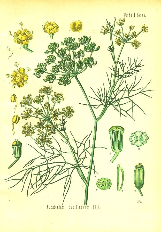 http://wildekraeuterey.de/images/fenchel.jpg